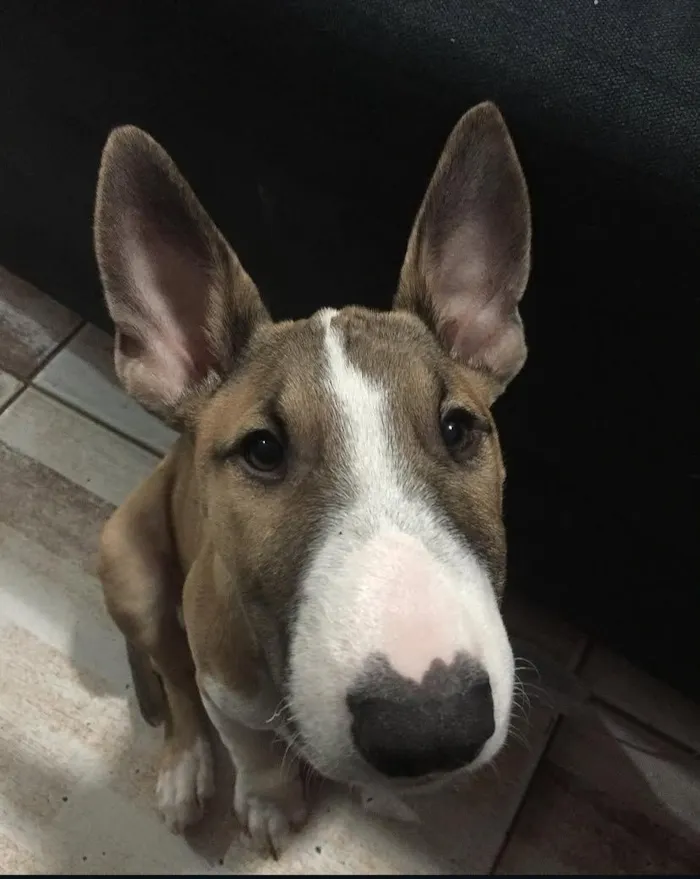 Cachorro raça Pit-Bull idade 3 anos nome Romeu