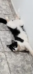 frajola 