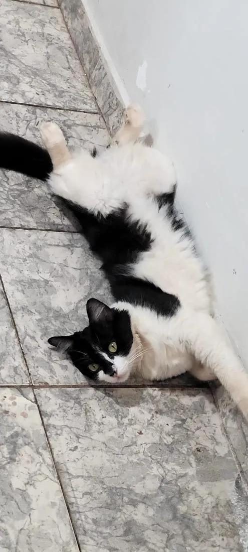 Gato raça SRD-ViraLata idade 3 anos nome frajola 
