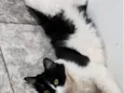 frajola 