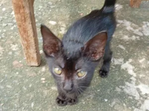 Gato raça SRD-ViraLata idade Abaixo de 2 meses nome Negão 