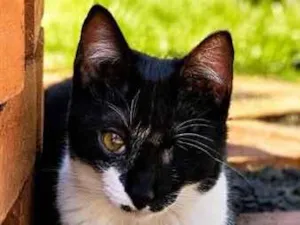 Gato raça SRD-ViraLata idade 2 a 6 meses nome Vítoria