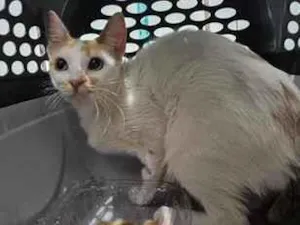 Gato raça SRD-ViraLata idade 1 ano nome Branca