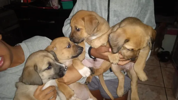 Cachorro raça SRD-ViraLata idade Abaixo de 2 meses nome não tem ainda nome