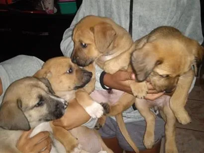 Cachorro raça SRD-ViraLata idade Abaixo de 2 meses nome não tem ainda nome