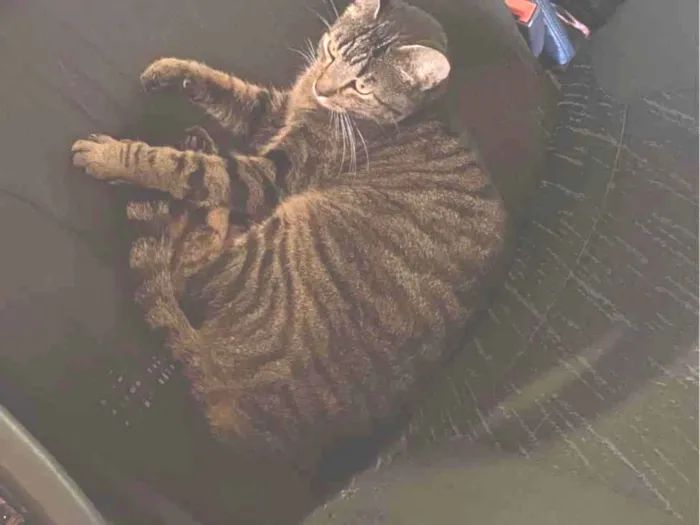 Gato raça SRD-ViraLata idade 2 anos nome Miley