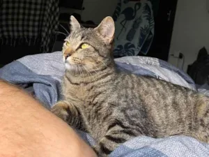 Gato raça SRD-ViraLata idade 2 anos nome Miley