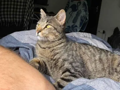Gato raça SRD-ViraLata idade 2 anos nome Miley