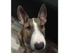 Cachorro raça Pit-Bull idade 3 anos nome Romeu