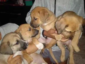 Cachorro raça SRD-ViraLata idade Abaixo de 2 meses nome não tem ainda nome