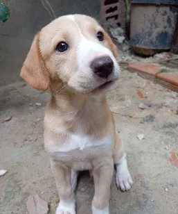 Cachorro raça SRD-ViraLata idade 2 a 6 meses nome duque
