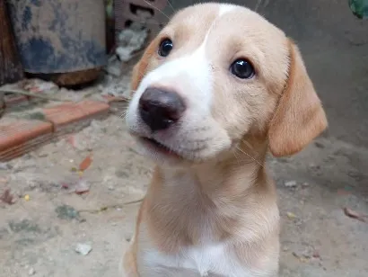 Cachorro raça SRD-ViraLata idade 2 a 6 meses nome duque