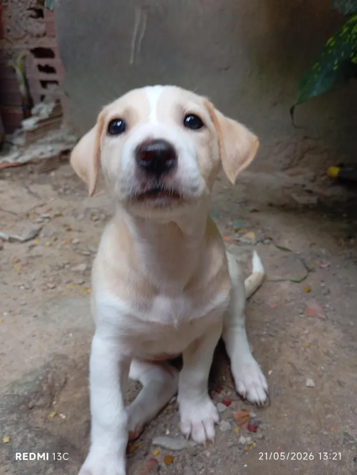Cachorro raça SRD-ViraLata idade 2 a 6 meses nome estrela 