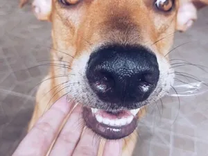 Cachorro raça SRD-ViraLata idade 1 ano nome Serkan