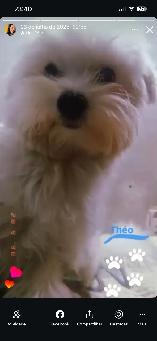 Cachorro raça Maltês idade 1 ano nome Theo