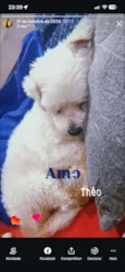 Theo