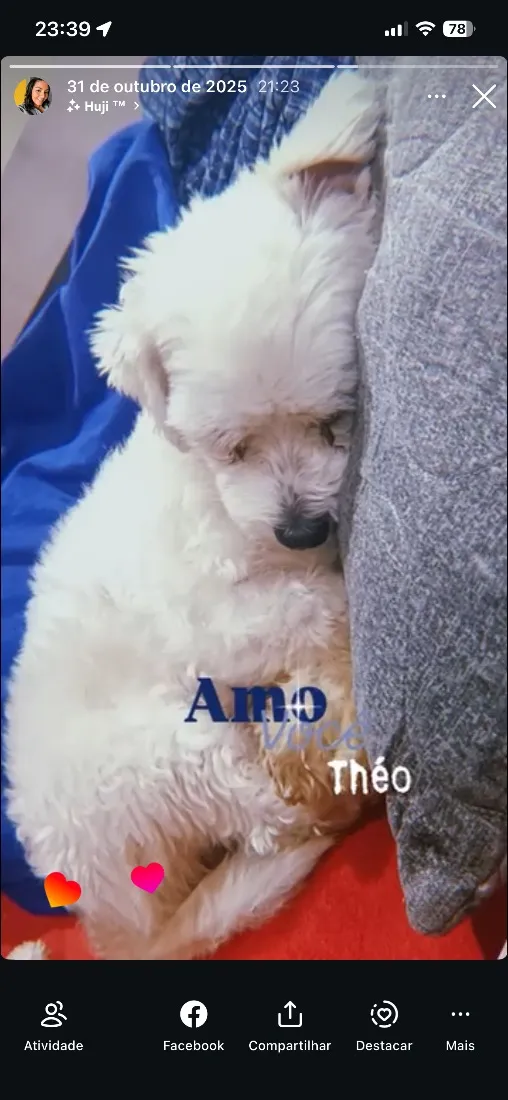 Cachorro raça Maltês idade 1 ano nome Theo