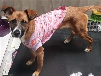Cachorro raça SRD-ViraLata idade 7 a 11 meses nome Aurora 