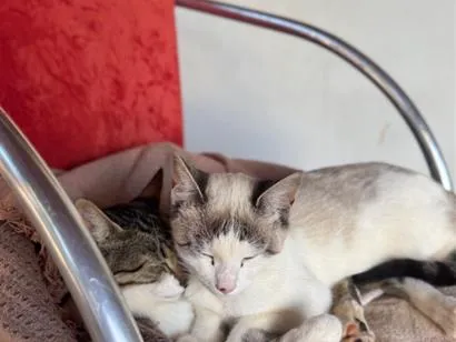 Gato raça SRD-ViraLata idade Abaixo de 2 meses nome Frozen e Paçoca