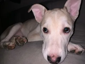 Cachorro raça Labrador idade 2 anos nome Pérola
