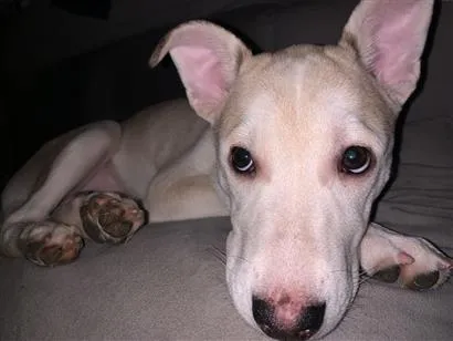 Cachorro raça Labrador idade 2 anos nome Pérola