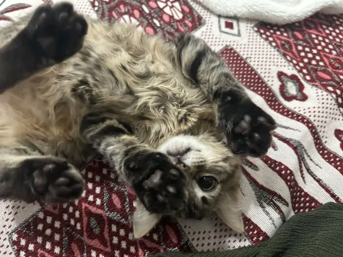 Gato raça SRD-ViraLata idade 2 a 6 meses nome Nani