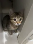 Mimi