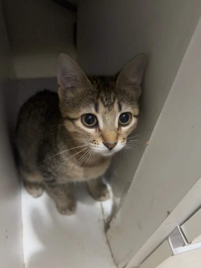 Gato raça SRD-ViraLata idade 2 a 6 meses nome Mimi