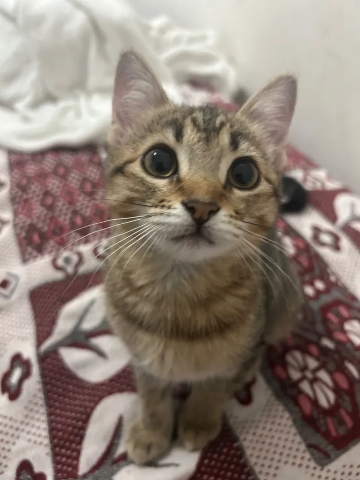 Gato raça SRD-ViraLata idade 2 a 6 meses nome Mimi