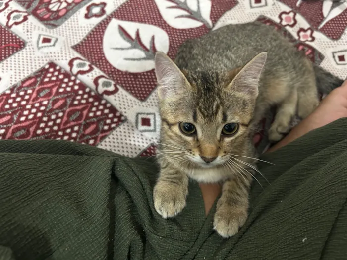Gato raça SRD-ViraLata idade 2 a 6 meses nome Mimi