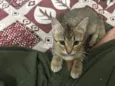 Mimi
