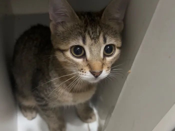 Gato raça SRD-ViraLata idade 2 a 6 meses nome Mimi