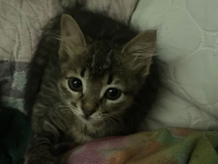 Gato raça SRD-ViraLata idade 2 a 6 meses nome Nani