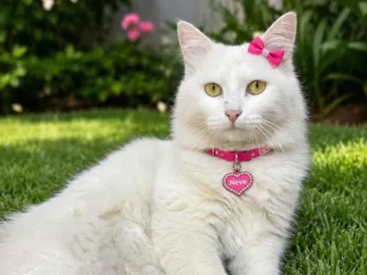 Gato raça Angorá idade 1 ano nome Neve 