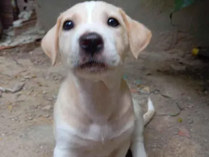 Cachorro raça SRD-ViraLata idade 2 a 6 meses nome estrela 