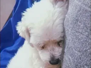Cachorro raça Maltês idade 1 ano nome Theo