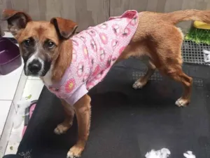 Cachorro raça SRD-ViraLata idade 7 a 11 meses nome Aurora 