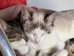 Gato raça SRD-ViraLata idade Abaixo de 2 meses nome Frozen e Paçoca