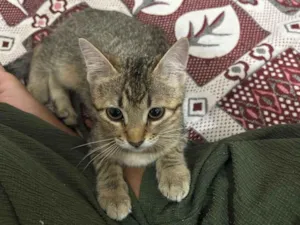 Gato raça SRD-ViraLata idade 2 a 6 meses nome Mimi