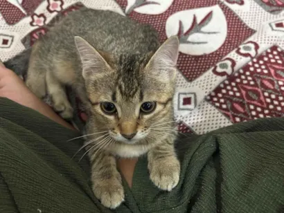 Gato raça SRD-ViraLata idade 2 a 6 meses nome Mimi