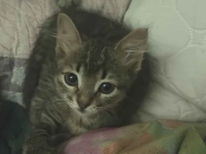 Gato raça SRD-ViraLata idade 2 a 6 meses nome Nani