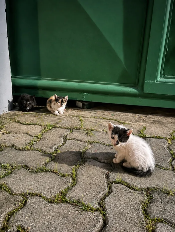 Gato raça SRD-ViraLata idade Abaixo de 2 meses nome Estão sem nomes 