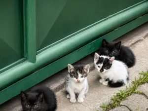 Gato raça SRD-ViraLata idade Abaixo de 2 meses nome Estão sem nomes 