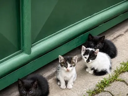 Gato raça SRD-ViraLata idade Abaixo de 2 meses nome Estão sem nomes 