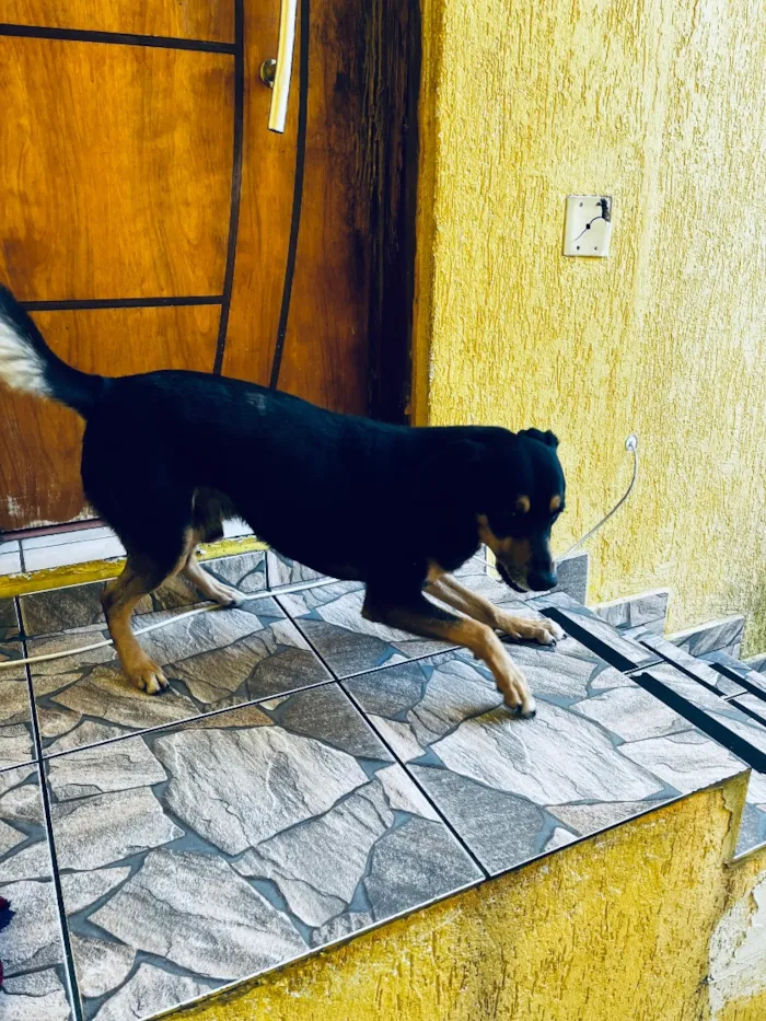 Cachorro raça SRD-ViraLata idade 6 ou mais anos nome Norbit