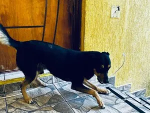 Cachorro raça SRD-ViraLata idade 6 ou mais anos nome Norbit
