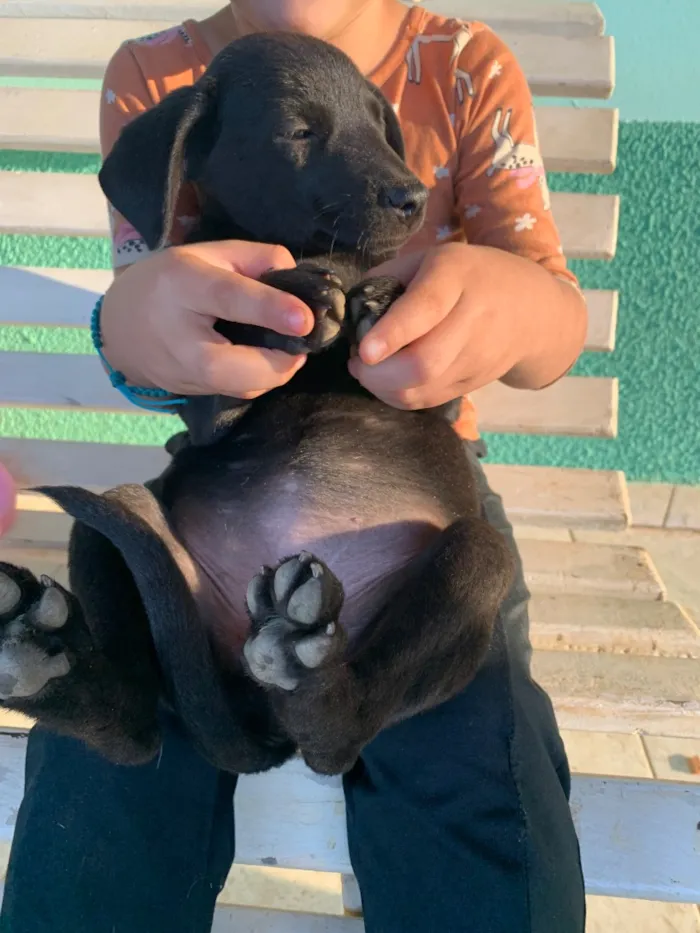 Cachorro raça SRD-ViraLata idade Abaixo de 2 meses nome Pretinhos