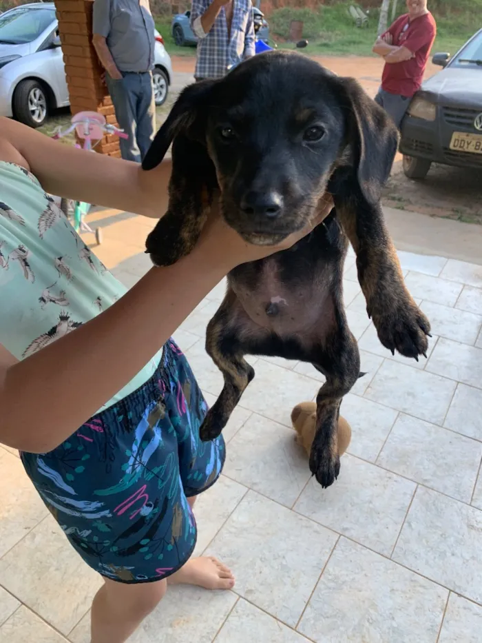 Cachorro raça SRD-ViraLata idade Abaixo de 2 meses nome Pretinhos