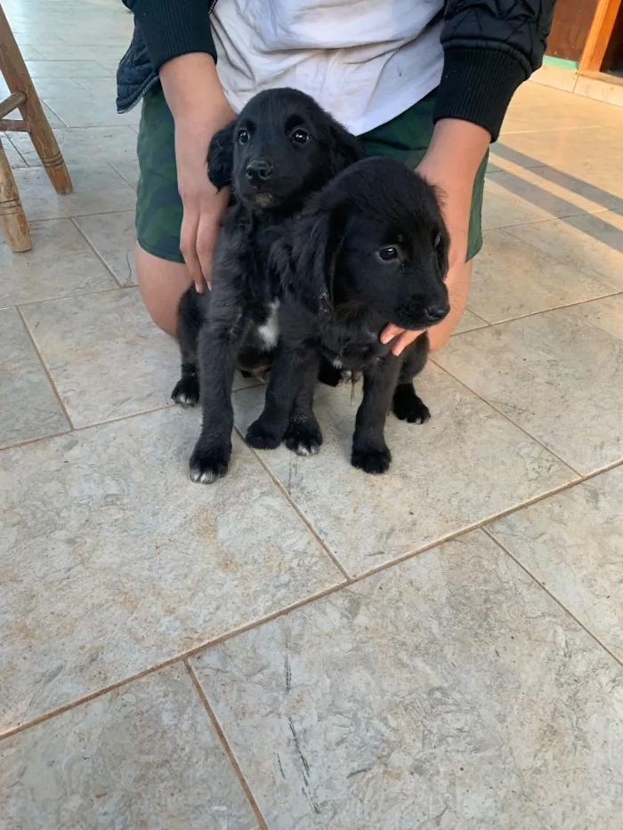Cachorro raça SRD-ViraLata idade Abaixo de 2 meses nome Pretinhos