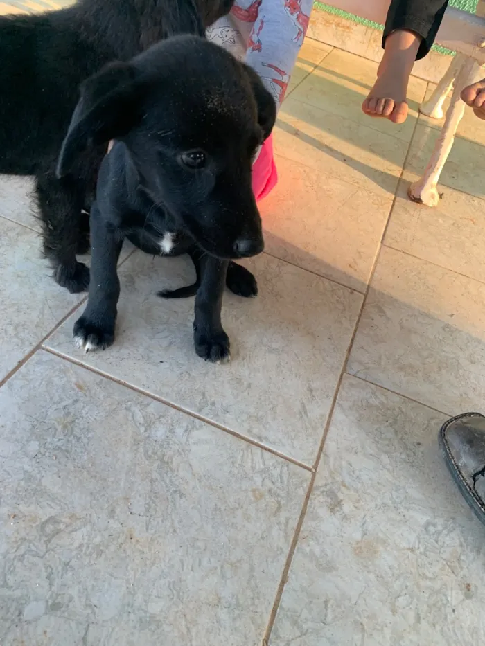 Cachorro raça SRD-ViraLata idade Abaixo de 2 meses nome Pretinhos